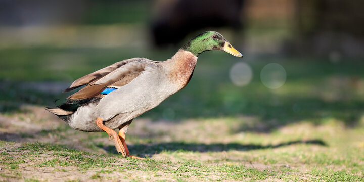 A vibrant green-headed Indian runner duck walks on lush green grass in bright sunlight.