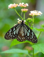 Black and blue butterfly on pink and white flowers