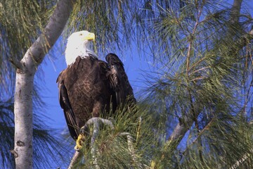 bald eagle on tree