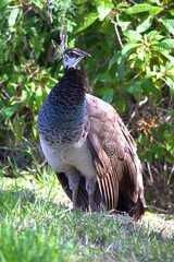gird peacock in the grass