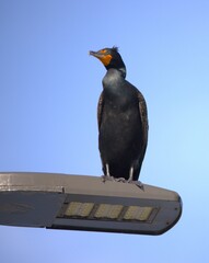 cormorant in the lamp
