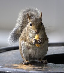 squirrel in the park