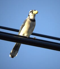 blue tit on a branch
