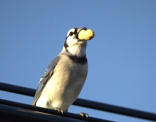 blue jay in the wire 