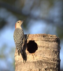 woodpecker in the tree