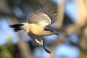hummingbird in flight