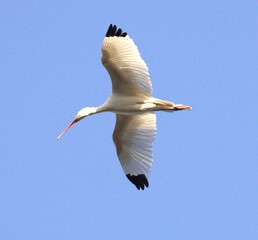 white stork in flight