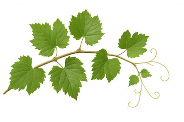 Fototapeta premium Green grapevine branch with fresh leaves and tendrils, indicating growth, nature, harvest, and winemaking elements