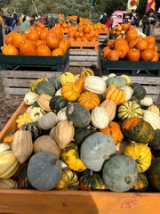 An outdoor display of piles of large orange pumpkins and assorted decorative pumpkins at a farmer market in a rural field. The scene captures the rich colors and textures of autumn harvest produce.