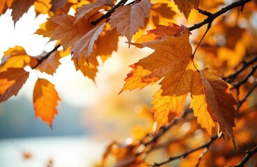 Fototapeta premium Colorful autumn leaves on tree branches with warm sunlight in the background
