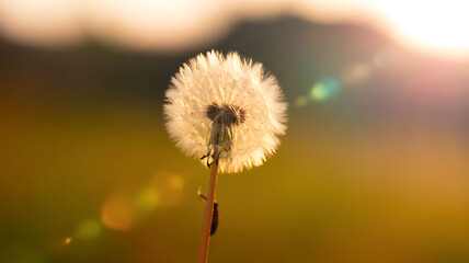sunlight special lens flare light effect. Stock royalty free. 