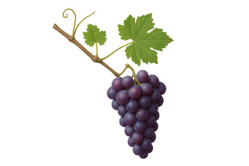 Fototapeta premium Ripe purple grapes hanging from vine with green leaves, healthy natural fruit for wine and snacks