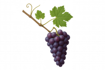 Ripe purple grapes hanging from vine with green leaves, healthy natural fruit for wine and snacks