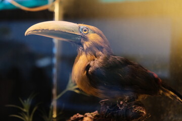 close up of a toucan mummified in a zoo museum