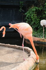 pink flamingo in the water