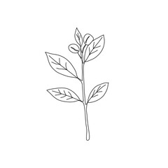 Branch with leaves. vector illustration of coffee branch. Coffee plant branch with leaf. Hand drawn Coffee tree vector. Coffee beans and leaves. Branch of a plant.