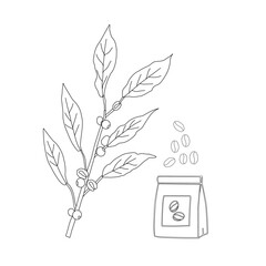 Branch with leaves. vector illustration of coffee branch. Coffee plant branch with leaf. Hand drawn Coffee tree vector. Coffee beans and leaves. Branch of a plant.