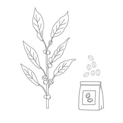 Branch with leaves. vector illustration of coffee branch. Coffee plant branch with leaf. Hand drawn Coffee tree vector. Coffee beans and leaves. Branch of a plant.