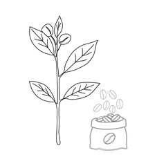 Branch with leaves. vector illustration of coffee branch. Coffee plant branch with leaf. Hand drawn Coffee tree vector. Coffee beans and leaves. Branch of a plant.