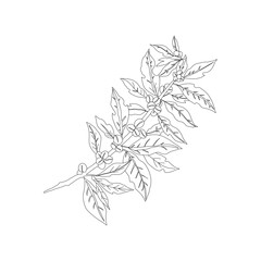 Branch with leaves. vector illustration of coffee branch. Coffee plant branch with leaf. Hand drawn Coffee tree vector. Coffee beans and leaves. Branch of a plant.