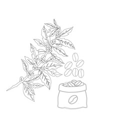Branch with leaves. vector illustration of coffee branch. Coffee plant branch with leaf. Hand drawn Coffee tree vector. Coffee beans and leaves. Branch of a plant.