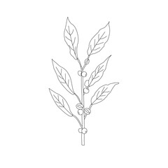 Branch with leaves. vector illustration of coffee branch. Coffee plant branch with leaf. Hand drawn Coffee tree vector. Coffee beans and leaves. Branch of a plant.