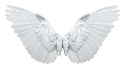 Fototapeta premium Elegant white feathered wings spread open isolated on white background.