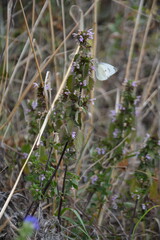 A delicate white butterfly rests on a stalk of purple wildflowers, partially hidden among a dense thicket of dry grass