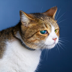 a portrait of cat in the studio