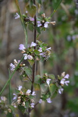 A vertical close-up of a honey bee pollinating a cluster of tiny purple wildflowers on a single stem