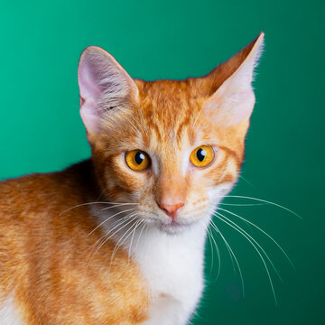a portrait of cat in the studio