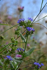 A beautiful close-up of small, vibrant blue wildflowers on a fuzzy stem, with a soft meadow background
