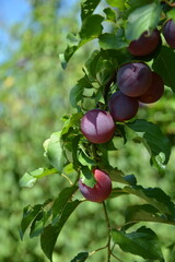 A close-up of a cluster of ripe, purple plums hanging on a branch, with sunlight dappling the fruit and green leaves