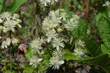 A beautiful close-up of a cluster of star-shaped wild Clematis flowers blooming against a soft green background