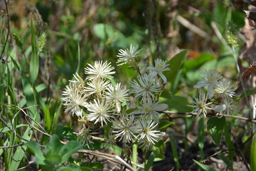 A charming cluster of wild, star-shaped white Clematis flowers blooming in a sunlit meadow among green foliage