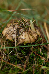 Obraz premium Mushroom on forest ground covered in moss