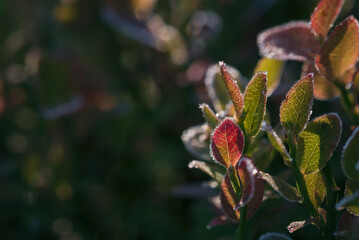 GROUND FROST - Hoarfrost on the leaves of forest plants

