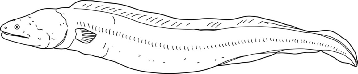 Detailed black and white line drawing of eel-like fish with elongated body, dorsal fin, gills, and anatomical features for education
