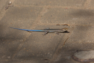 Dwarf Plated Lizard (Cordylosaurus subtessellatus). Taken in Kruger National Park, South Africa.