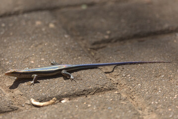 Dwarf Plated Lizard (Cordylosaurus subtessellatus). Taken in Kruger National Park, South Africa.