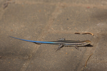 Dwarf Plated Lizard (Cordylosaurus subtessellatus). Taken in Kruger National Park, South Africa.