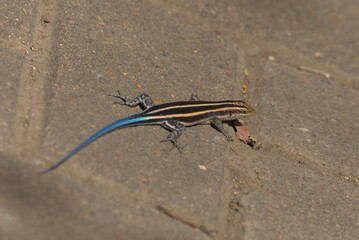 Dwarf Plated Lizard (Cordylosaurus subtessellatus). Taken in Kruger National Park, South Africa.