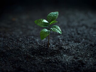 A delicate green sprout emerges from dark rich soil symbolizing new life and growth