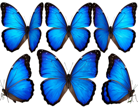 Group of Six Vibrant Blue Morpho Butterflies Resting in Different Poses — Transparent Cutout Background