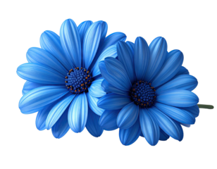 Two vibrant blue daisy flowers isolated on white background.