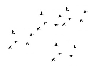 A flock of birds flying in formation against a stark transparent background, creating a silhouette effect with their dark shapes against the bright emptiness
