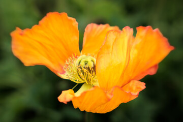 A close up of a bright orange flower with a yellow center