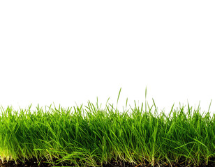 Fototapeta premium Vibrant green grass blades growing from dark soil close up.