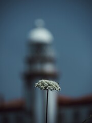 The plant with the insects with the silhouette of the lighthouse blurred in the background.