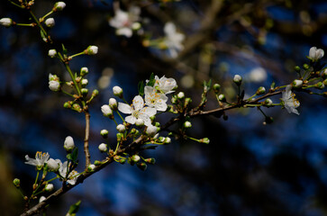 blossoming apple tree